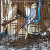 جوجه عروس هلندی سه ماهه|پرنده|رشت, نخودچر|دیوار