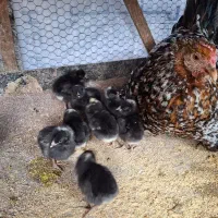 جوجه نژاد آمروک آمریکایی|حیوانات مزرعه|قائم‌شهر, |دیوار