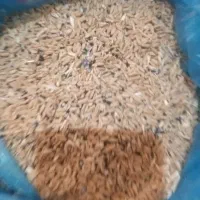 بلغورتمیز،گندم خوراک حیوان خوردشده تمیزتا۵۰تن کاه