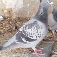 کبوتر هزار نشسته|پرنده|خورموج, |دیوار