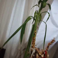 گل آپارتمانی|گل و گیاه طبیعی|تهران, سیمای ایران|دیوار