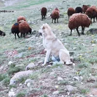 واگذاری سگ ماده|سگ|باسمنج, |دیوار