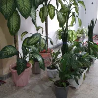 گل های فروش|گل و گیاه طبیعی|چرداول, |دیوار