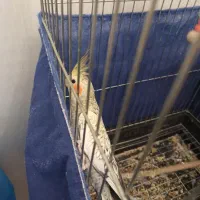 عروس هلندی|پرنده|کرمانشاه, |دیوار