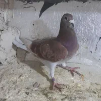 قوردی صید شده