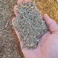 بذر کرابیه درجه یک|خوردنی و آشامیدنی|پائین جام, |دیوار