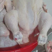 مرغ زنده سالم ارگانیک سالم به صورت کیلویی|حیوانات مزرعه|نجف‌آباد, شیخ بهایی جنوبی|دیوار