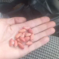 بادام زمینی تازه