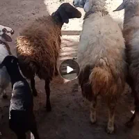 10 راس بره بهاره نر|حیوانات مزرعه|فیروزآباد (لرستان), |دیوار