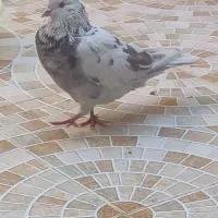 3تانر فروشی نشون دار ملاقی|پرنده|قم, نیروگاه|دیوار