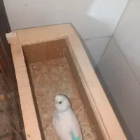 مرغ عشق مولد|پرنده|قم, حاج زینل|دیوار