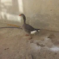 غاز