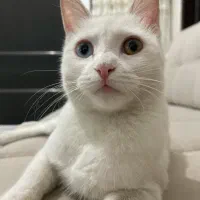واگذاری گربه خانگی عقیم شده