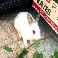 خرگوش اهلی|موش و خرگوش|قزوین, |دیوار