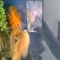 معاوضه ماهی اسکار با پنکوسی