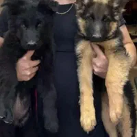 توله ژرمن اصیل|سگ|مشهد, امیریه|دیوار