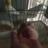 عروس هلندی|پرنده|اندیشه, اندیشه فاز ۵|دیوار