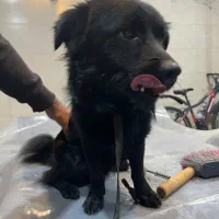 سگ گمشده|حیوانات|بابلسر, |دیوار