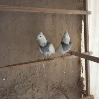 فروش کبوتر