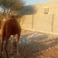 یک عدد شتر چاخ|حیوانات مزرعه|مهران (هرمزگان), |دیوار