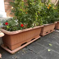 فلاورباکس بزرگ