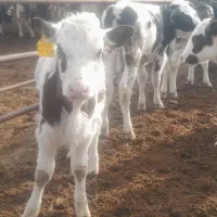 گوساله نر شیری و از شیر گرفته|حیوانات مزرعه|شیراز, منطقه ویژه اقتصادی|دیوار