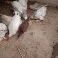 مرغ برهما پا پر فروشی