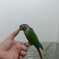 گیرینچیک نر دستی|پرنده|یزد, |دیوار