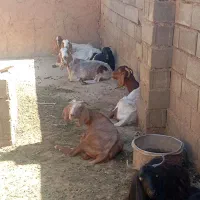 بز جوان شیری