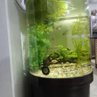 آکواریم یو شکل شرکتی|ماهی|شیراز, شهرک بهشتی|دیوار