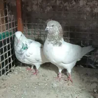 کبوتر یا کبوتر ۹عدد