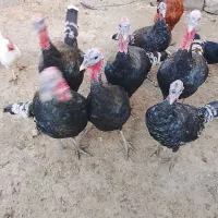 بوقلمون|حیوانات مزرعه|نیشابور, دربقاضی|دیوار