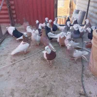 کفتر ملقی|پرنده|کرمان, |دیوار