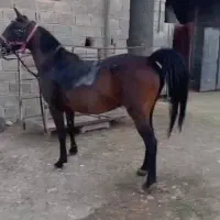 مادیون