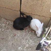فروش یک جفت خرگوش