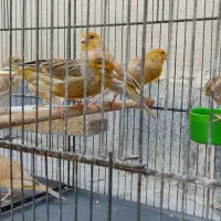 پرنده قناری