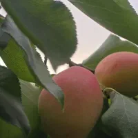 زردآلو بهدان