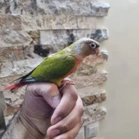 طوطی گرینچیک دو ماهه