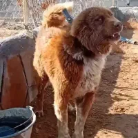 واگذاری سگ قهدریجانی