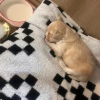 واگذاری سگ شیتزو