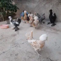وار و خروس لهستانی و مرندی