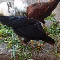 تخم مرغ نطفه دارلاری|حیوانات مزرعه|رباط‌کریم, شترخوار|دیوار