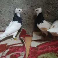 کفتر طوقی|پرنده|اهواز, اسلام آباد شرقی|دیوار