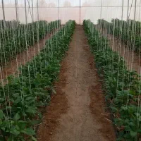 گلخانه|فروش زمین و ملک کلنگی|شاهین‌شهر, گرگاب|دیوار