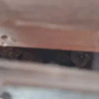 تخم نطفه دار گرینچیک