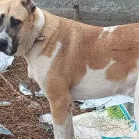 سگ الابای جوان ۸ ماهه