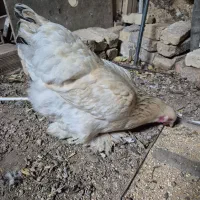 مرغ برهما کرچ|حیوانات مزرعه|آبیک, |دیوار