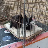 بچه خرگوش نروماده|موش و خرگوش|تربتحیدریه, پایانه مسافربری تربت حیدریه|دیوار