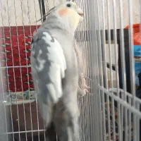 جفت عروس هلندی|پرنده|مشهد, انبارنفت|دیوار