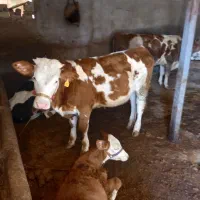 گاو|حیوانات مزرعه|سیلاخور, |دیوار